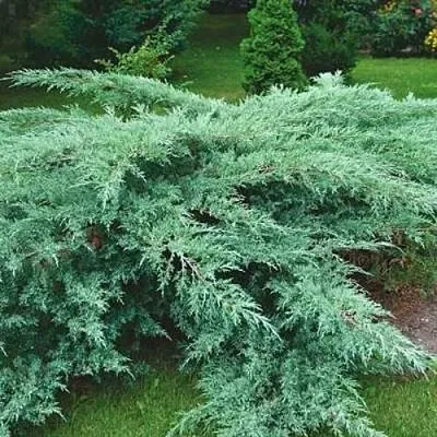 Можжевельник ГРЕЙ ОУЛ виргинский  Можжевельник ГРЕЙ ОУЛ виргинский в Коломне