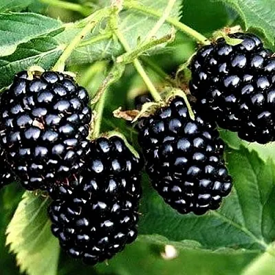 Ежевика ПРАЙМ АРК ТРЕВЕЛЕР ремонтантная  Ежевика ПРАЙМ АРК ТРЕВЕЛЕР ремонтантная в Коломне