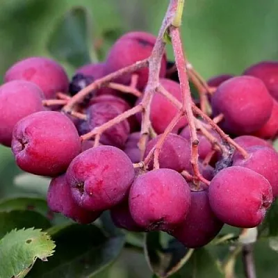 Рябина ДЕСЕРТНАЯ МИЧУРИНА сладкоплодная в Коломне