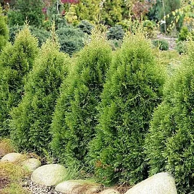 Туя СМАРАГД ВИТБОНТ западная  Туя СМАРАГД ВИТБОНТ западная в Коломне