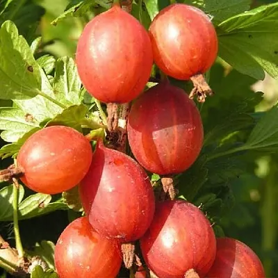 Крыжовник МАШЕКА  Крыжовник МАШЕКА в Коломне