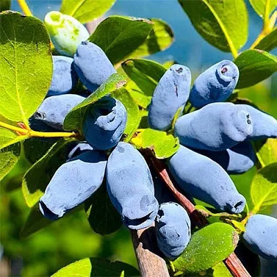 Жимолость съедобная АВРОРА  Жимолость съедобная АВРОРА в Коломне