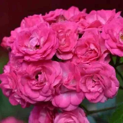 Саженцы роз ДИНКИ мускусная в Коломне