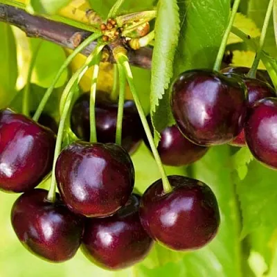 Черешня ИПУТЬ  Черешня ИПУТЬ в Коломне