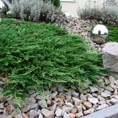 Можжевельник ПРИНЦ ОФ УЭЛЬС горизонтальный  Можжевельник ПРИНЦ ОФ УЭЛЬС горизонтальный в Коломне