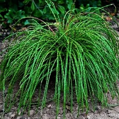 Туя ВИПКОРД складчатая  Туя ВИПКОРД складчатая в Коломне