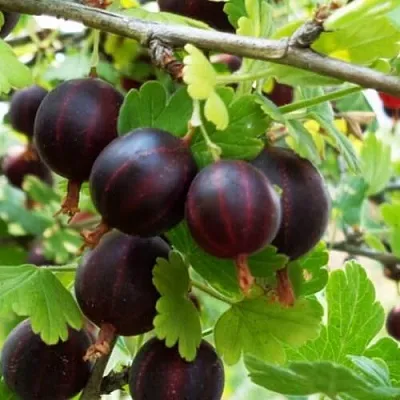 Крыжовник СЕВЕРНЫЙ КАПИТАН  Крыжовник СЕВЕРНЫЙ КАПИТАН в Коломне