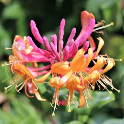 Жимолость ГЕКРОТА в Коломне