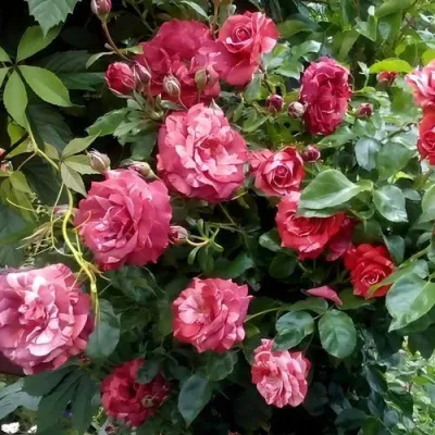 Саженцы роз БРАУНИ плетистая — описание сорта Саженцы роз БРАУНИ плетистая в Коломне
