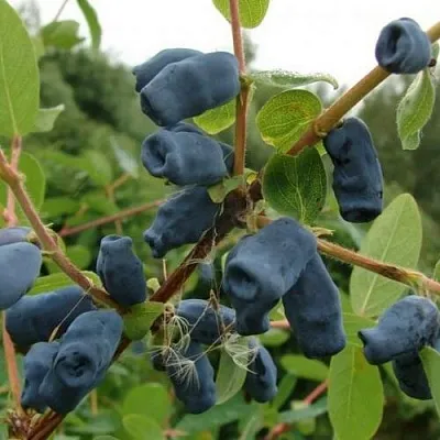 Жимолость съедобная ПУШКИНСКАЯ в Коломне