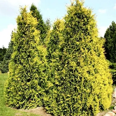 Туя САЛЛАНД западная  Туя САЛЛАНД западная в Коломне