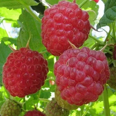 Малина НОВОСТЬ КУЗЬМИНА   Малина НОВОСТЬ КУЗЬМИНА  в Коломне