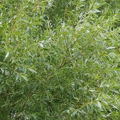 Ива ВИТЕЛЛИНА белая   Ива ВИТЕЛЛИНА белая  в Коломне