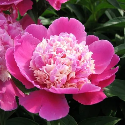 Пион КОРА СТАББС травянистый  Пион КОРА СТАББС травянистый в Коломне