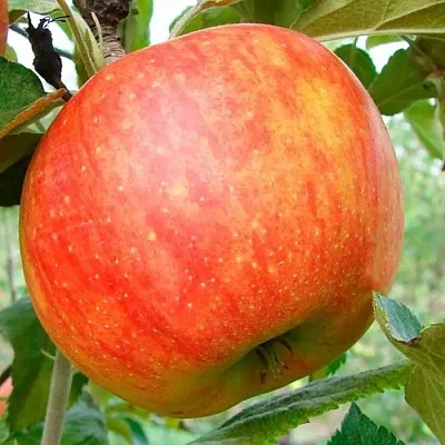 Яблоня ЦЕЛЕСТЕ в Коломне