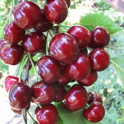 Черешня ОДРИНКА  Черешня ОДРИНКА в Коломне