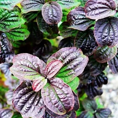 дерен КОМПРЕССА кроваво-красный  дерен КОМПРЕССА кроваво-красный в Коломне