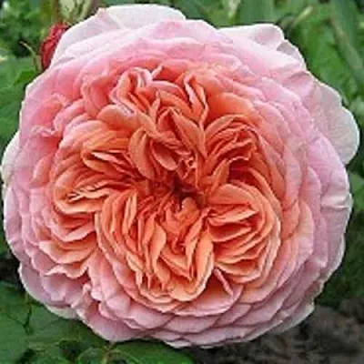 Саженцы роз АБРАХАМ ДЕРБИ английская в Коломне