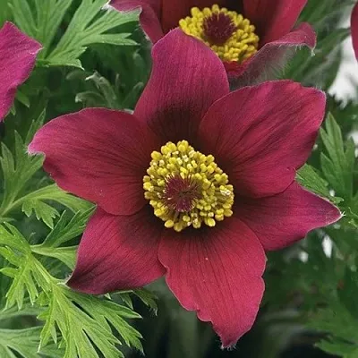 Прострел ПИНВИЛ РЕД ШЕЙДЕС в Коломне