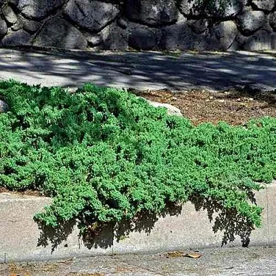 Можжевельник НАНА лежачий  Можжевельник НАНА лежачий в Коломне