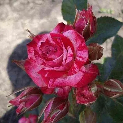 Саженцы роз ФАЙЕР ВОРКС миниатюрная в Коломне