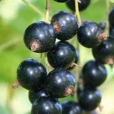 Смородина черная СТРЕЛЕЦ в Коломне