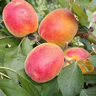 Абрикос ОСОБЕННЫЙ ДЕНИСЮКА  Абрикос ОСОБЕННЫЙ ДЕНИСЮКА в Коломне