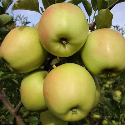 Яблоня СКИФСКОЕ ЗОЛОТО  Яблоня СКИФСКОЕ ЗОЛОТО в Коломне