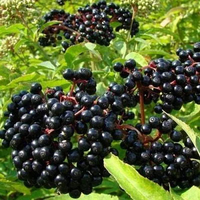 Бузина черная БАГАЦЦЕ  Бузина черная БАГАЦЦЕ в Коломне