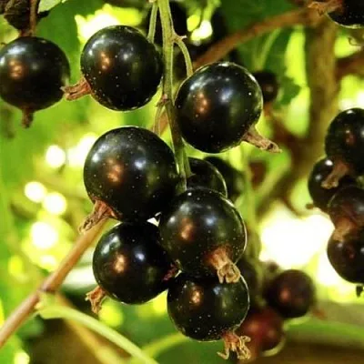 Смородина чёрная НАРА в Коломне