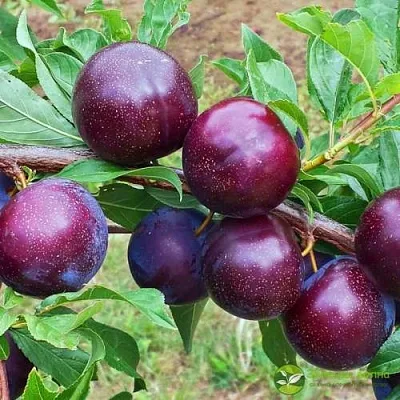 Шарафуга ВЕЛЬВЕТ САНРАЙЗ  Шарафуга ВЕЛЬВЕТ САНРАЙЗ в Коломне