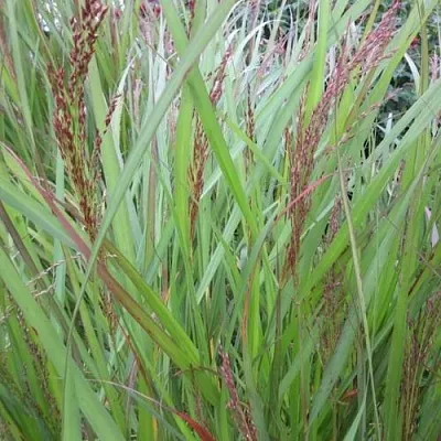 Просо ВЭРРИОР прутьевидное в Коломне