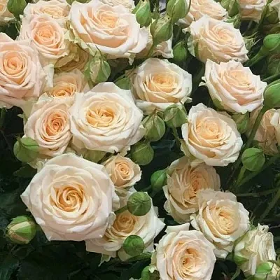 Саженцы роз ТАНЯ спрей  Саженцы роз ТАНЯ спрей в Коломне