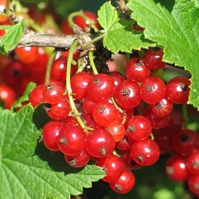 Смородина красная РАЧКОВСКАЯ  Смородина красная РАЧКОВСКАЯ в Коломне