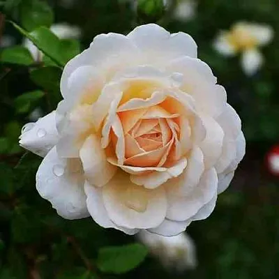 Саженцы роз КРОКУС РОУЗ английская в Коломне