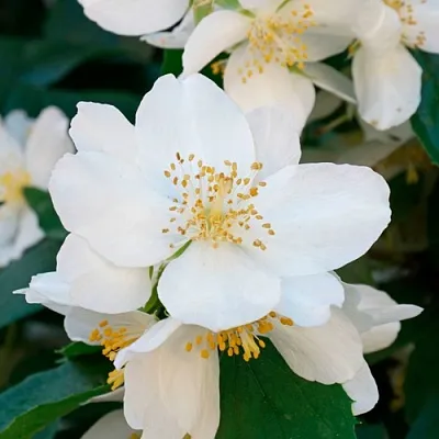 Жасмин ЮСТИНКА  Жасмин ЮСТИНКА в Коломне