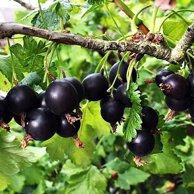 Йошта КРЫМСКАЯ в Коломне