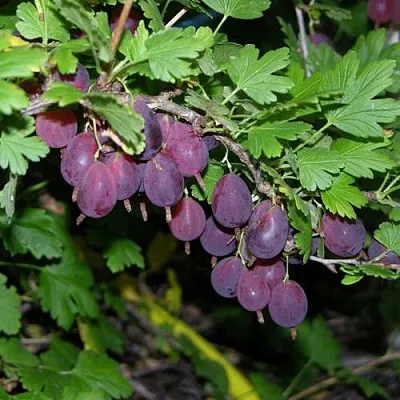 Крыжовник ГРУШЕНЬКА  Крыжовник ГРУШЕНЬКА в Коломне