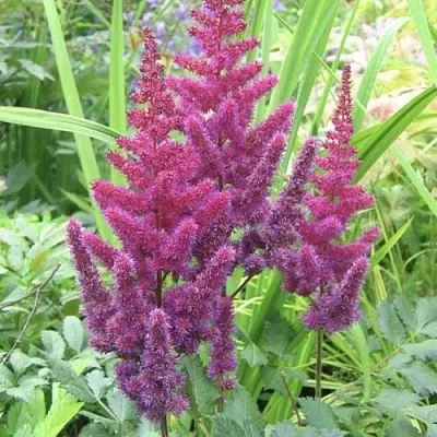 Астильба КАРАОКЕ ПАРТИ китайская в Коломне