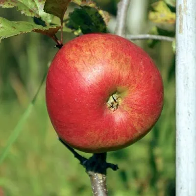 Яблоня ДЫЯМЕНТ в Коломне