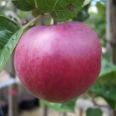 Яблоня НОРИС в Коломне