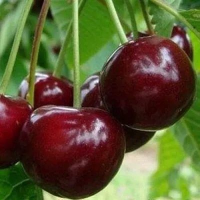 Вишня МИЛАВИЦА  Вишня МИЛАВИЦА в Коломне