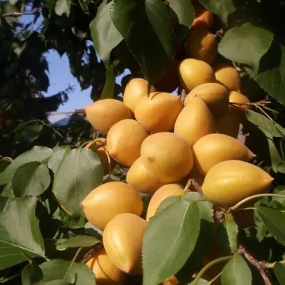Абрикос МАНИТОБА в Коломне
