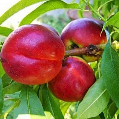 Нектарин  Нектарин в Коломне