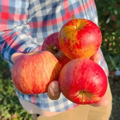 Яблоня КРАСАВИТА в Коломне