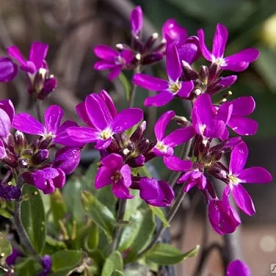 Арабис РОУЗ делайт в Коломне