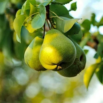 Груша СТОЛИЧНАЯ колонновидная  Груша СТОЛИЧНАЯ колонновидная в Коломне