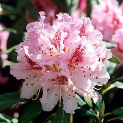 Рододендрон ЧИР  Рододендрон ЧИР в Коломне