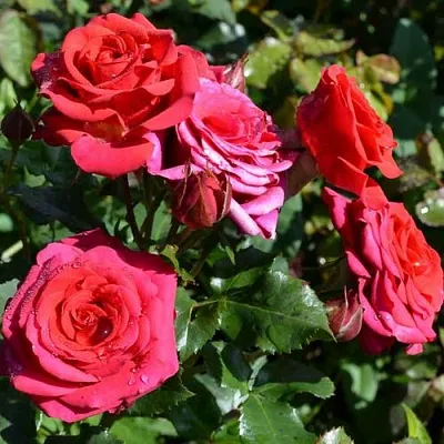 Саженцы роз МИРАБЕЛЬ спрей  Саженцы роз МИРАБЕЛЬ спрей в Коломне