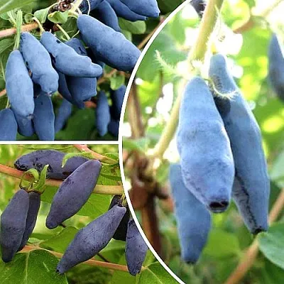 Комплект СЛАДКИЕ ХИТЫ в Коломне